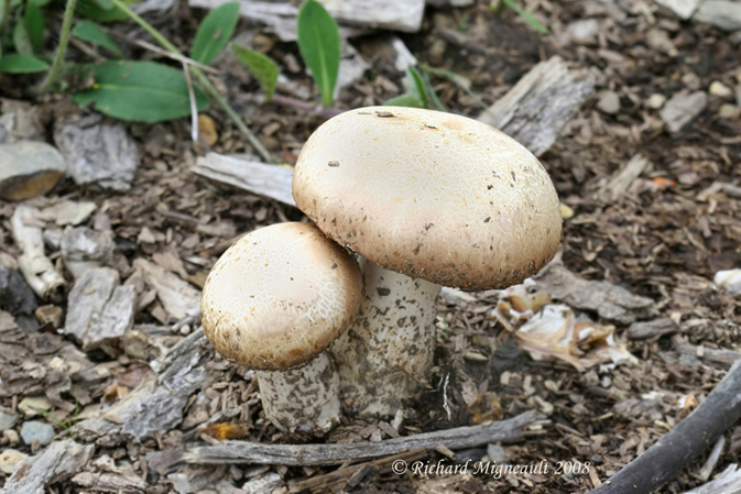 Champignon 9m8