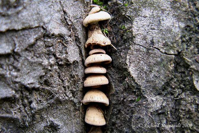 Champignon 4am8