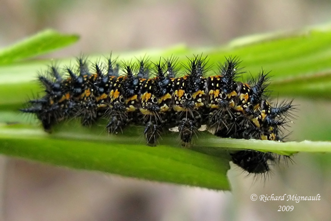 4491 - Harris Checkerspot - Damier de Harris 1m9