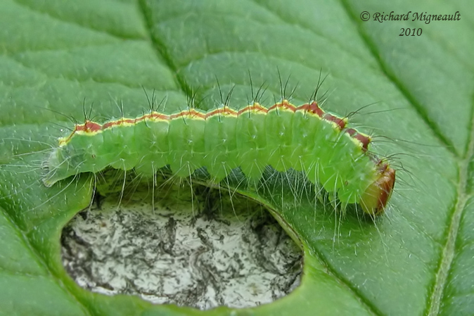 9229 - Speared Dagger Moth - Acronicta hasta m10