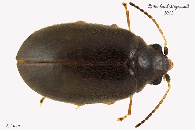 Marsh Beetle - Contacyphon-group genera 1 m12 