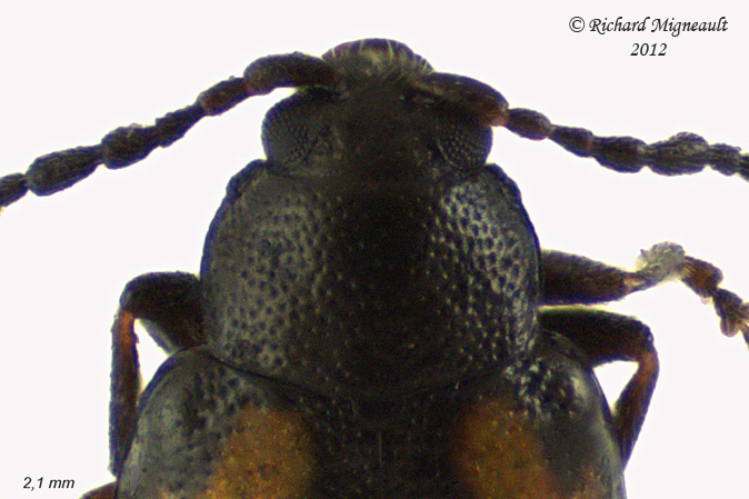 Leaf beetle - Phyllotreta striolata 2 m12