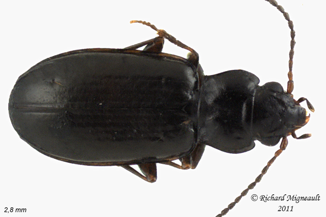 Ground beetle - Tachyta angulata 1 m11