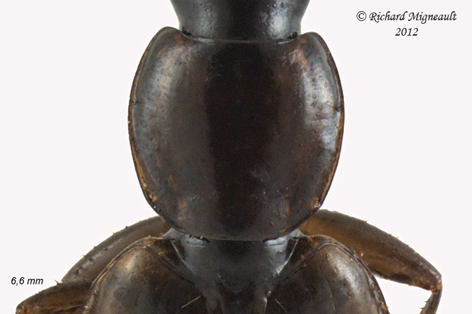 Ground beetle - Agonum Subgenus Europhilus sp1 2 m12