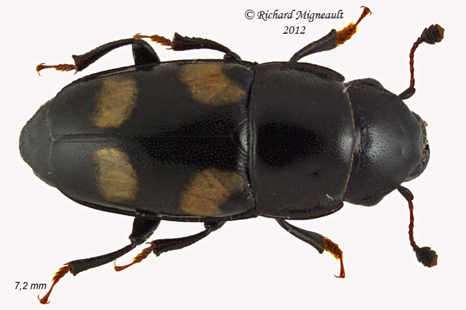 Sap-feeding beetle - Glischrochilus quadrisignatus1 1 m12