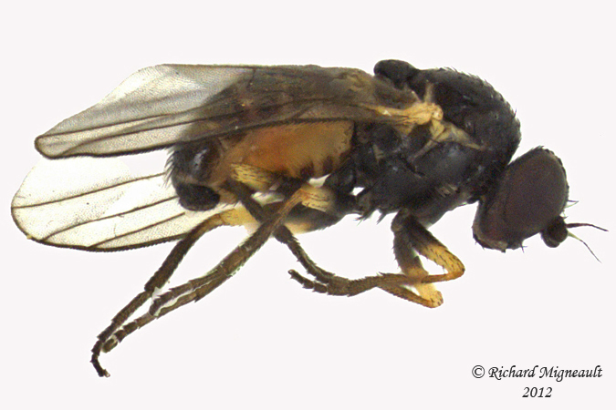 Leaf Miner Fly - Cerodontha sp, Subgenus Poemyza 1 m12