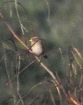 Wrens (Passeriformes Troglodytidae)