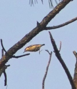Nuthatches  (Passeriformes Sittidae)
