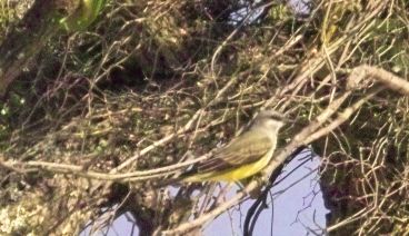 o4/24/630724/1/60480936.kingbird_img13704.jpg