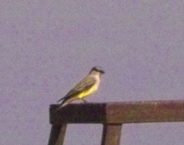 o4/24/630724/1/60481053.kingbird_img13706.jpg