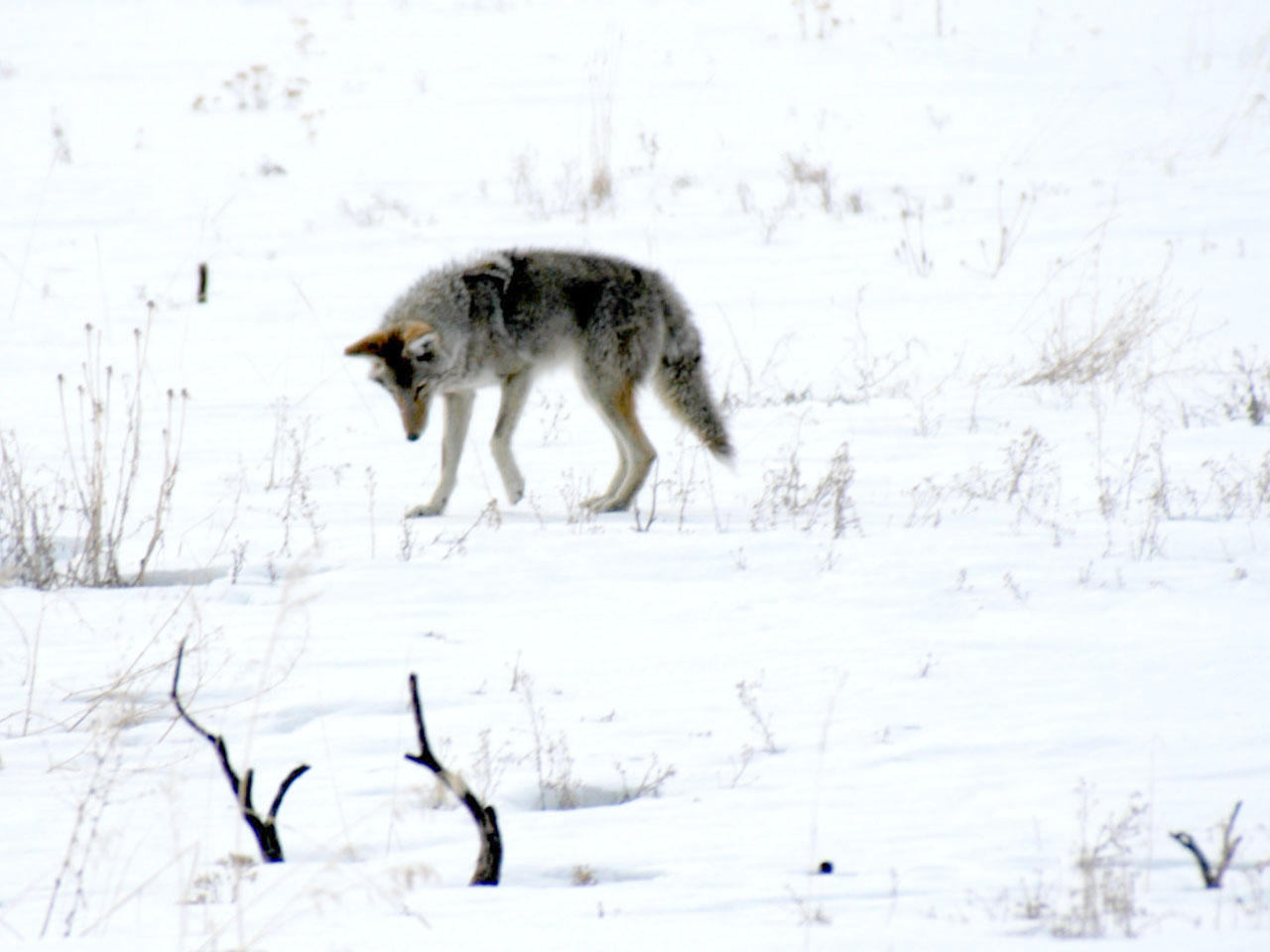 Coyote hunting