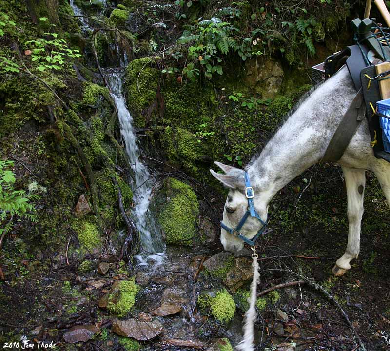 Miss Molly checking out the creek