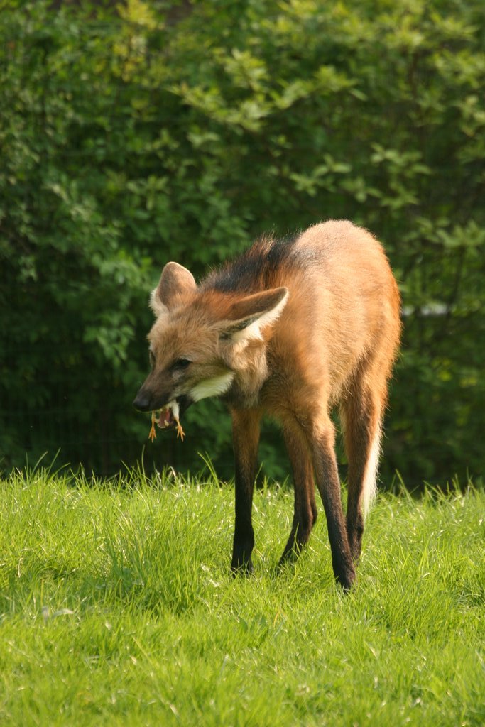Frankfurt Zoo
