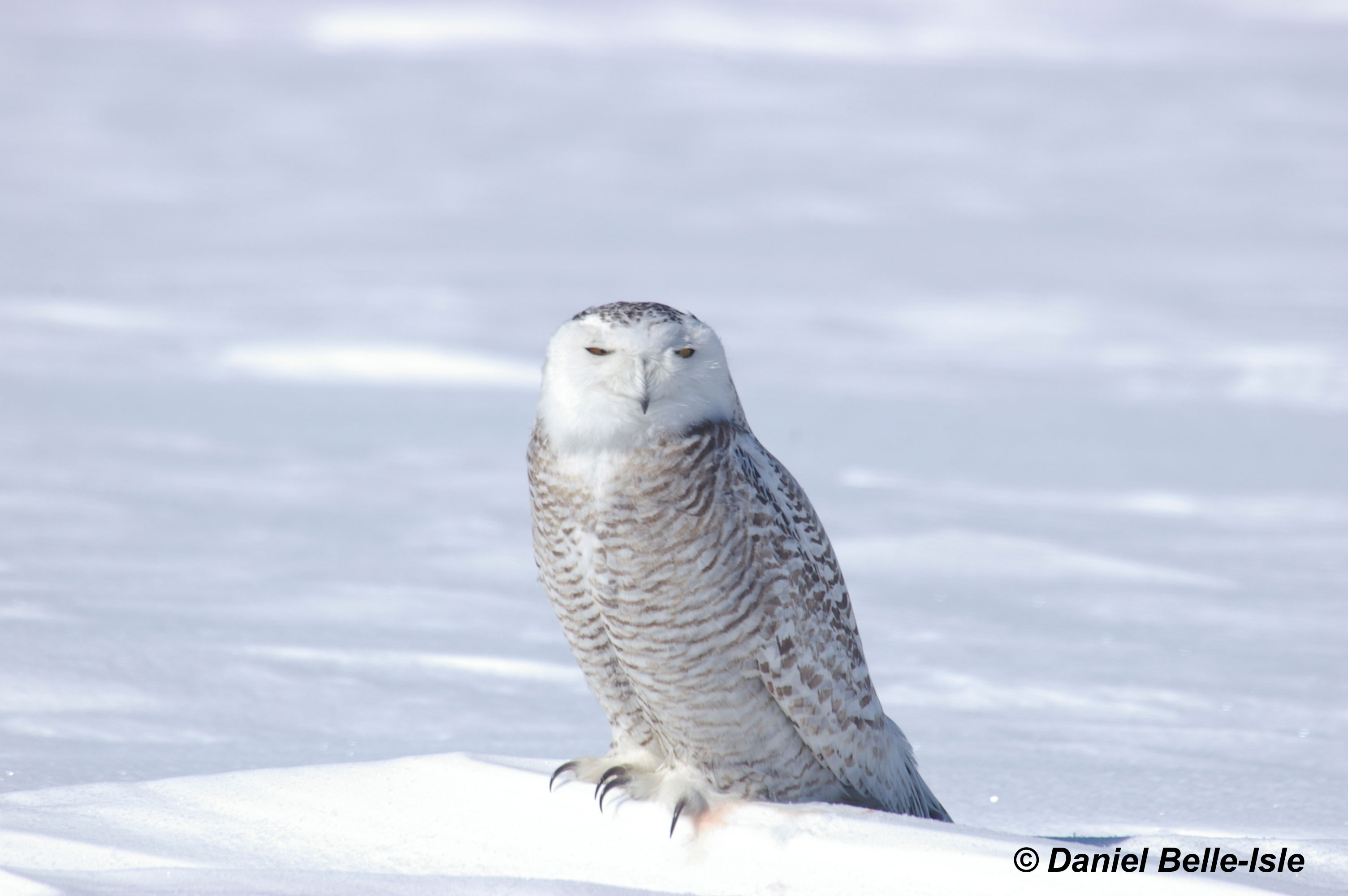 Harfand des neiges