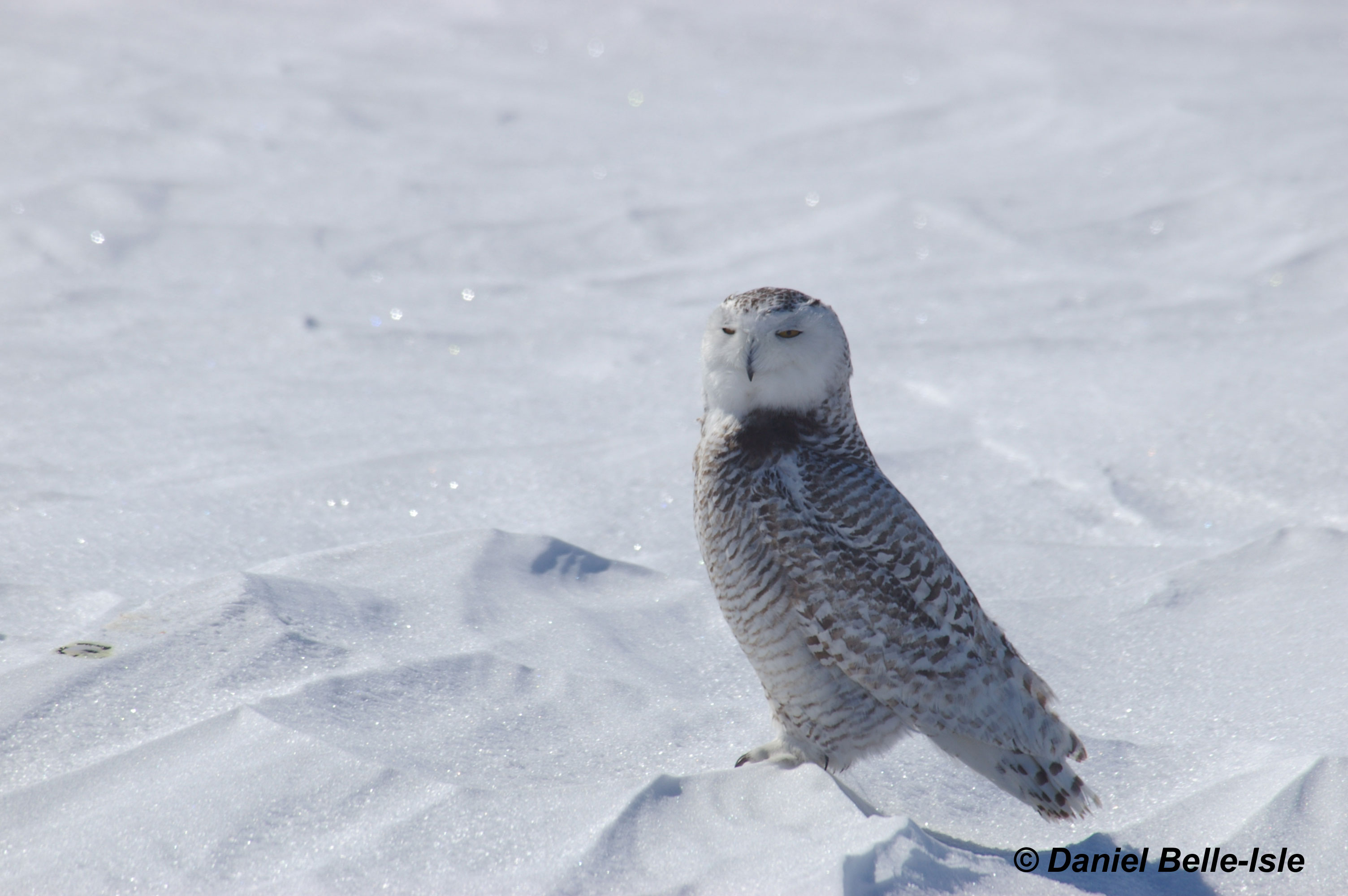 Harfand des neiges