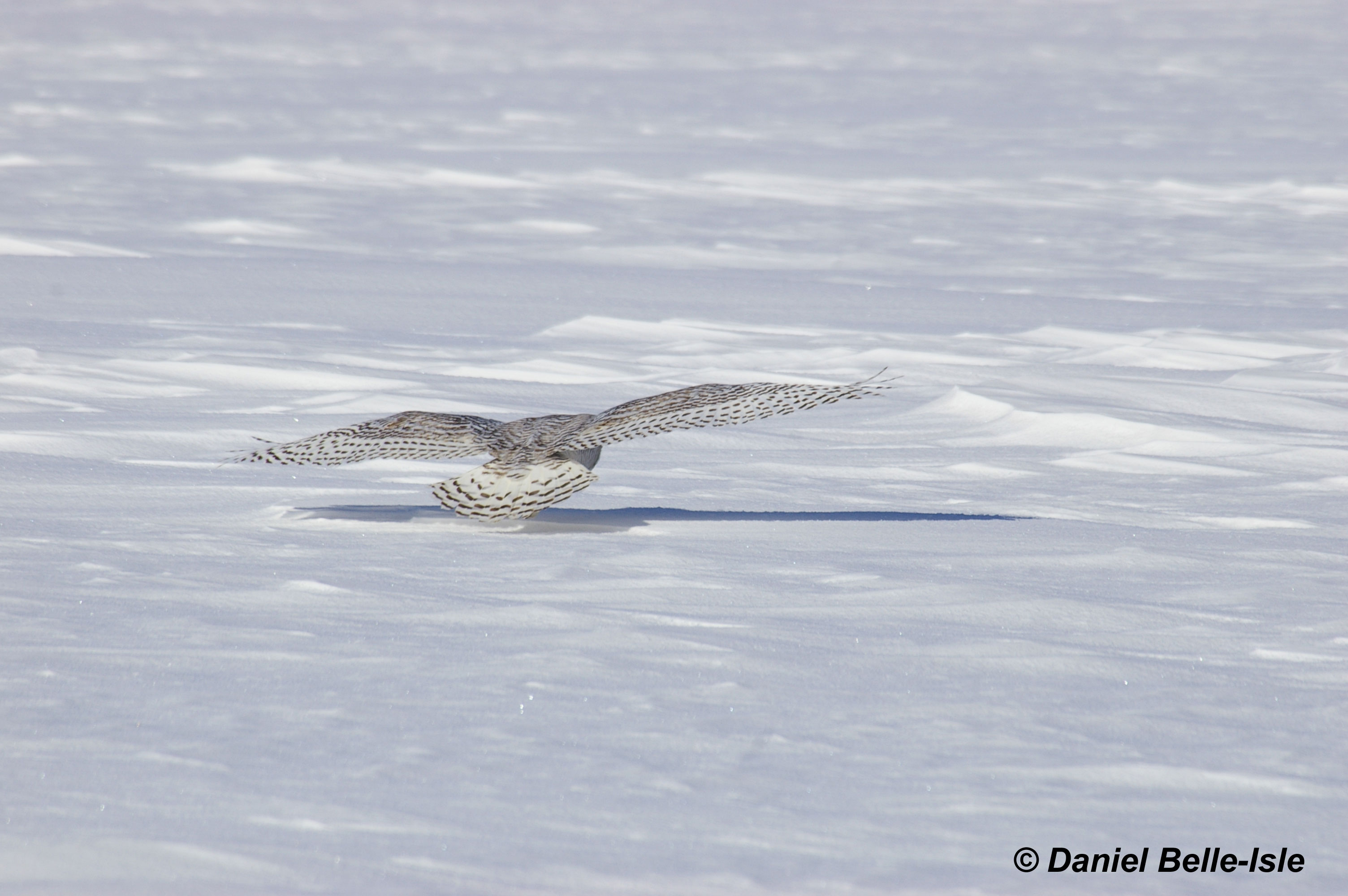 Harfand des neiges