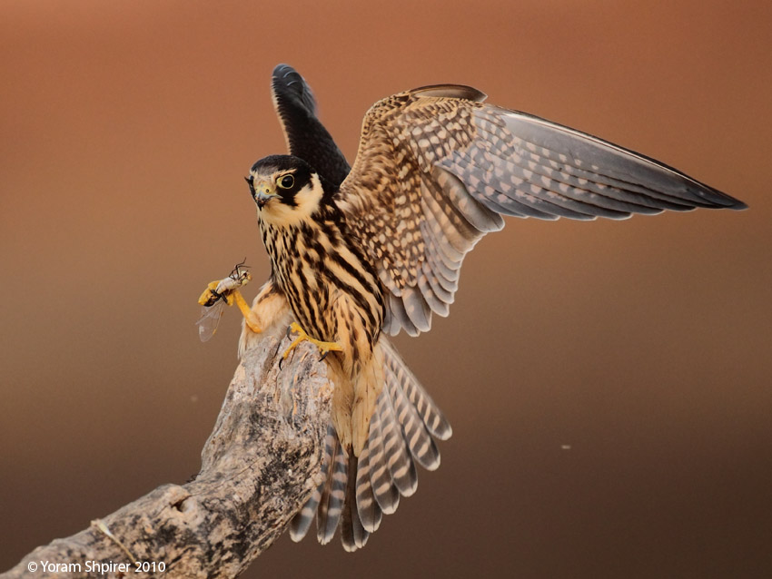 eurasian hobby falco subbuteo  
