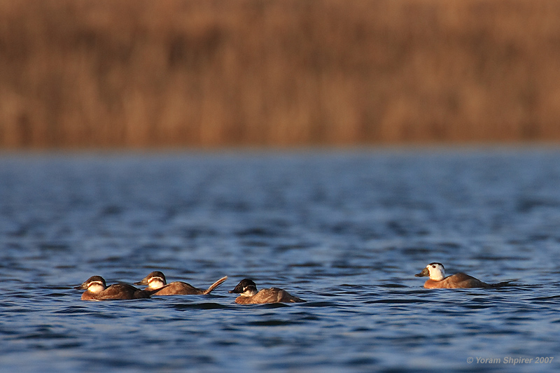 White-headed duck (Oxyura leucocephala)