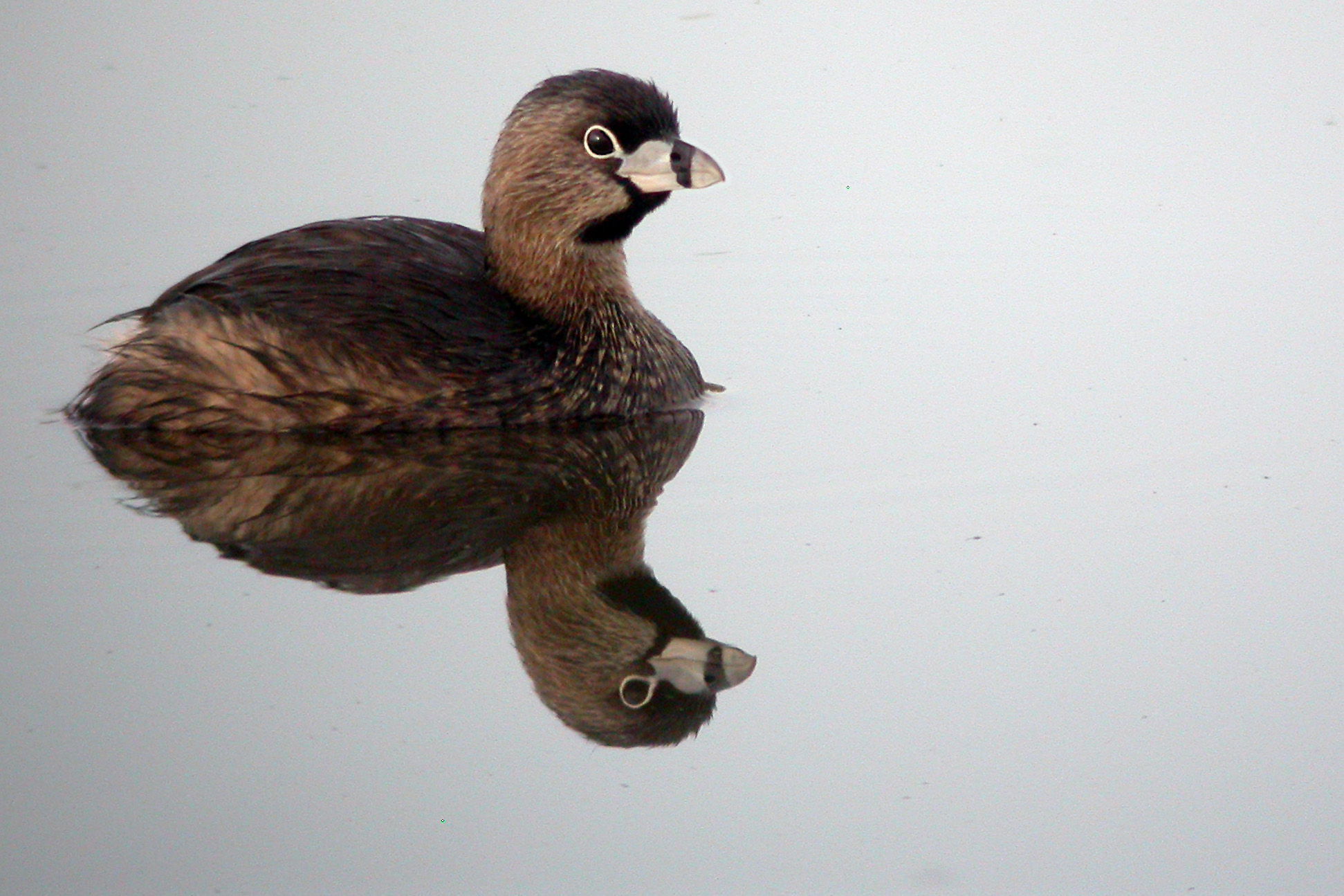 Pied-billed Grebe