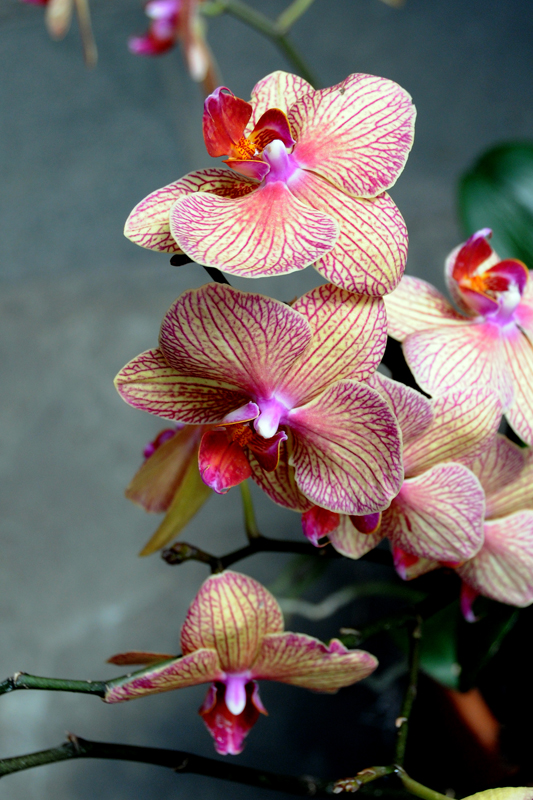 Orchids at US Botanic Garden
