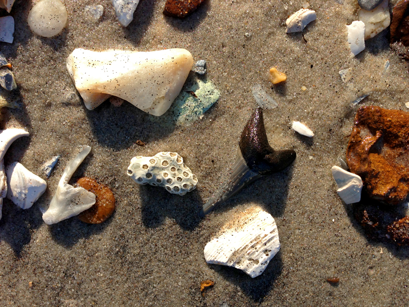 2 inch Mako shark tooth found in 1/2 foot of water along shore.  Moved to nearby shore for photo.
