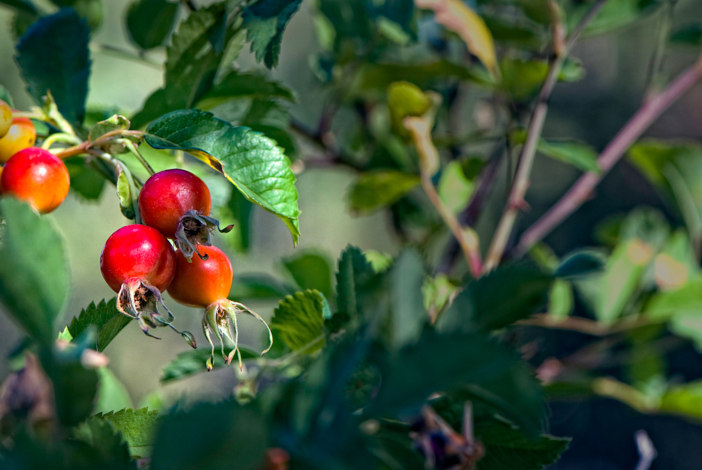 Wild Rose Hip