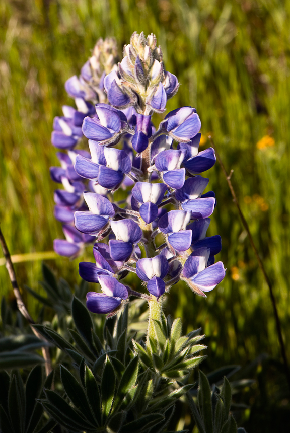 Lupin in the early morning sunshine
