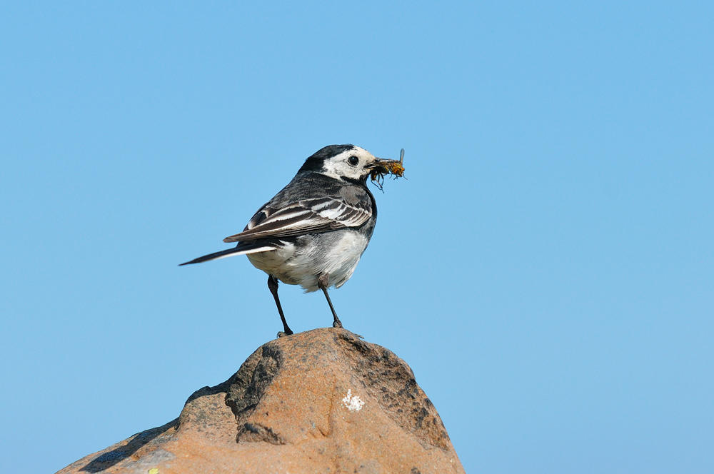 Lindisfarne Wagtail