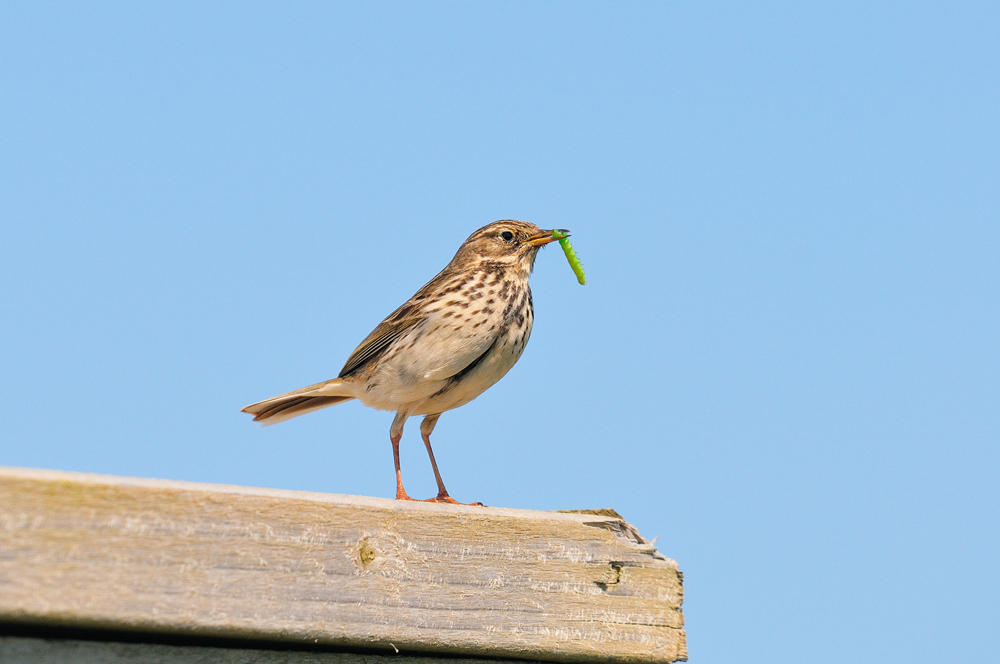 Lindisfarne Skylark I