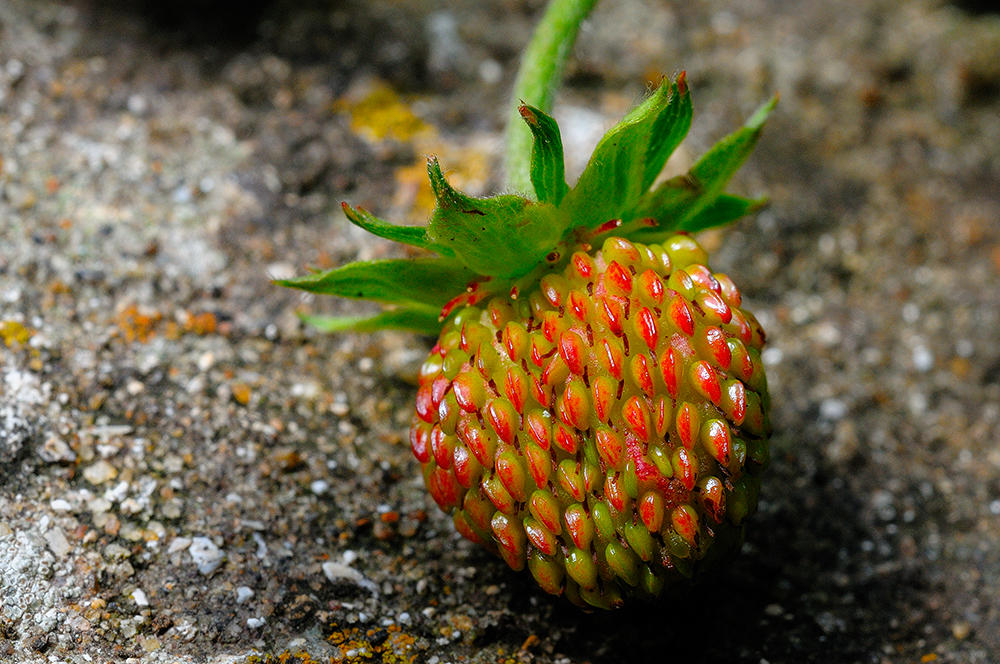 Alpine Strawberry on Granite