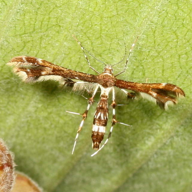 Complex Geina tenuidactylus * Himmelmans and Buscks Plume Moths