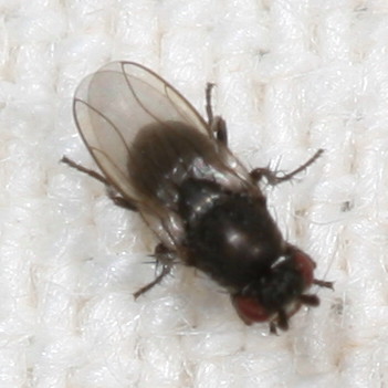 Subfamily Limosininae