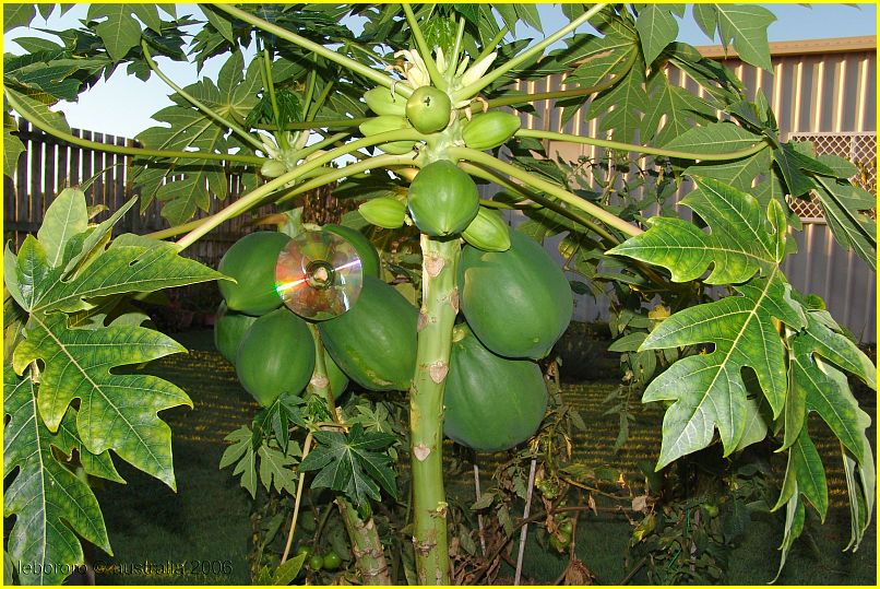 papayer - paw paw tree