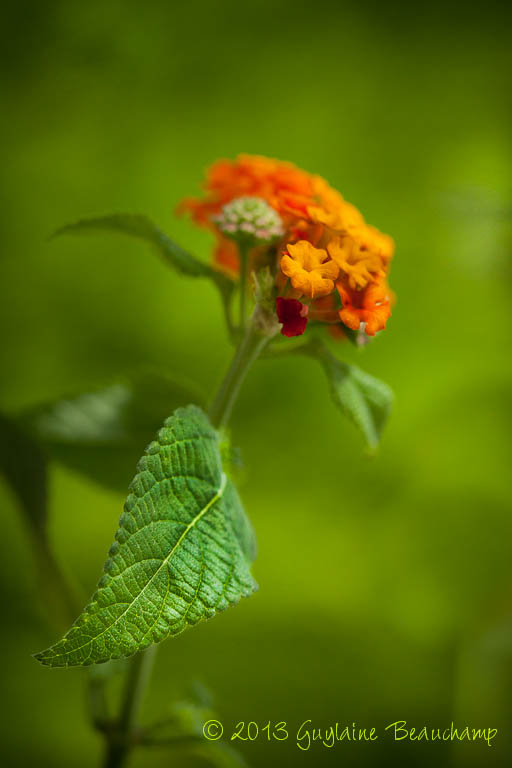Lantana... ou paradis pour papillons!