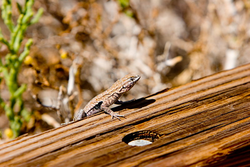 Local Wildlife