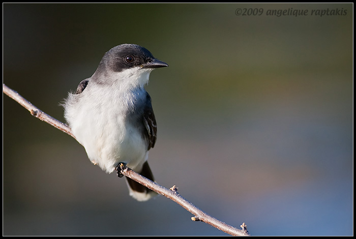 _MG_4658 kingbird wf.jpg