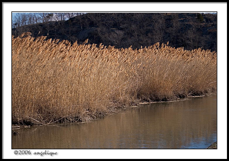 CRW_1621 wetlands wf.jpg