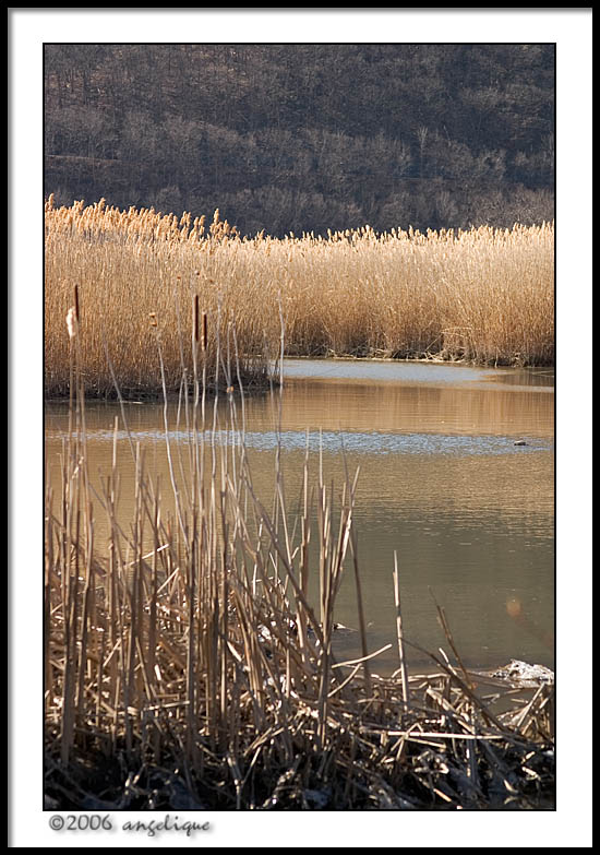 CRW_1634 grasses wf.jpg
