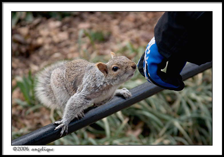 CRW_2391 squirrel wf.jpg