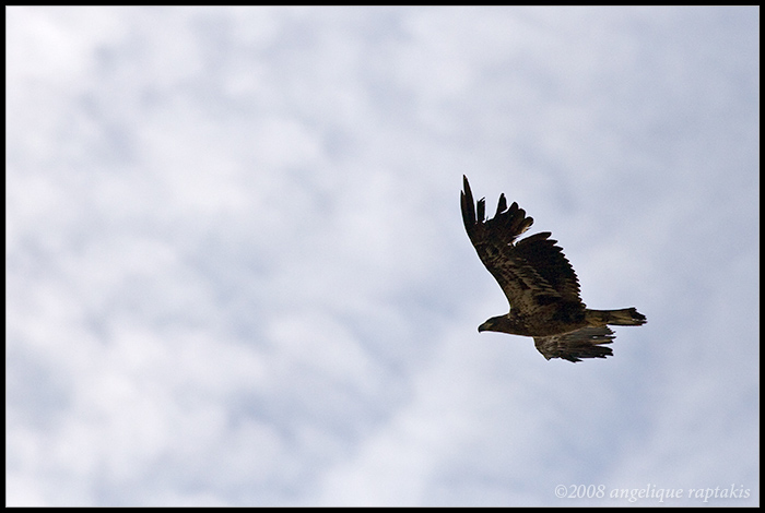 _MG_2524 eagle cwf.jpg