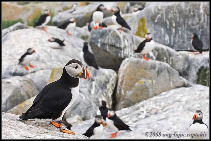 atlantic puffin colony