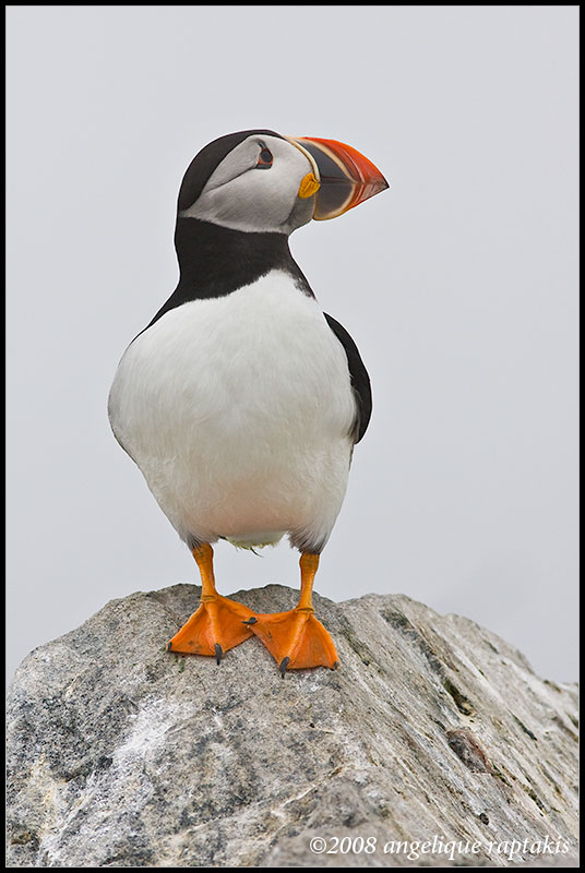 Atlantic Puffin on a foggy day