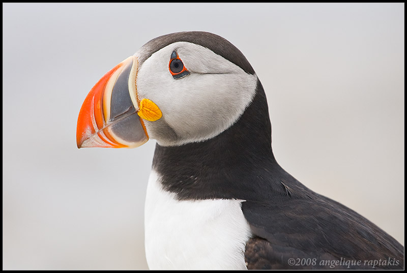 _ADR1853 puffin cwf.jpg