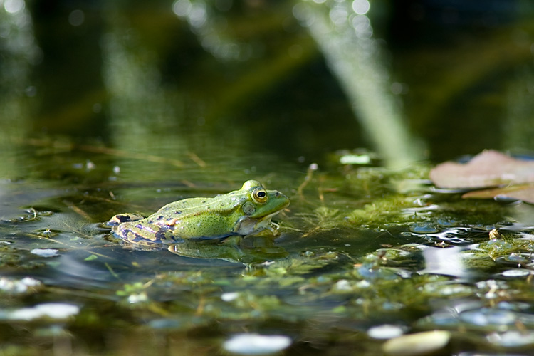 Grenouille verte