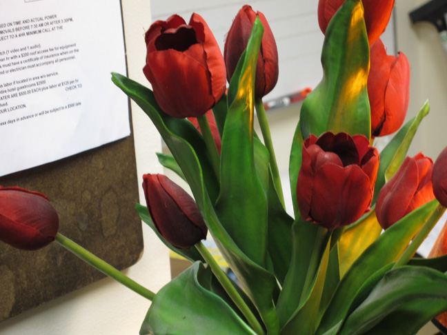 Tulips