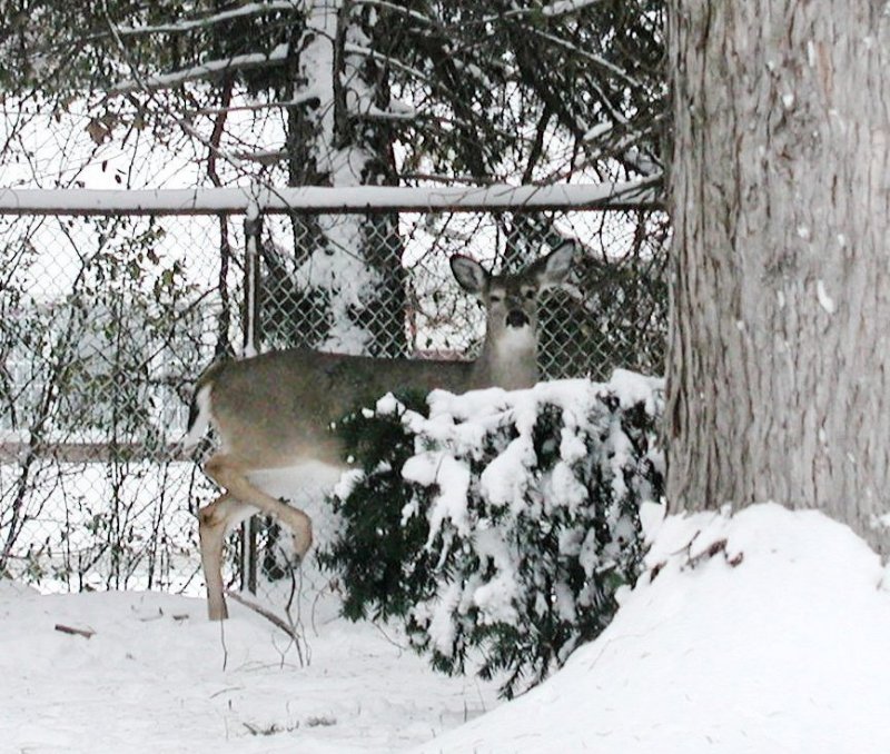 Profile in Snow