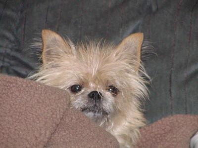 Toby