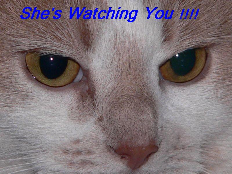 Cookie is watching you !