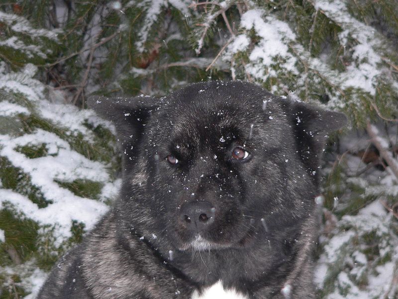 snowlily.jpg