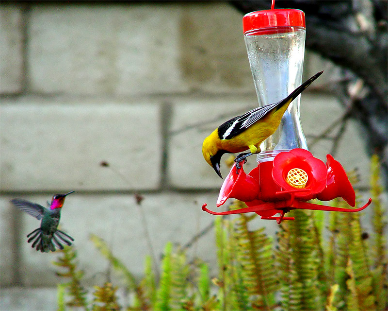 Hey, thats my feeder!